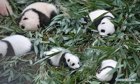 Captive Pandas Rise To 548 Globally China