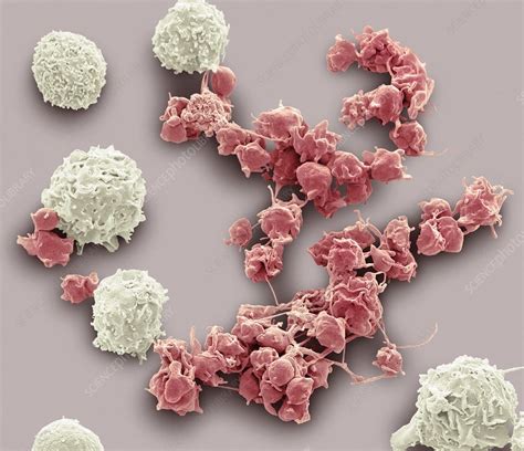 White Blood Cells And Platelets Sem Stock Image C0207537