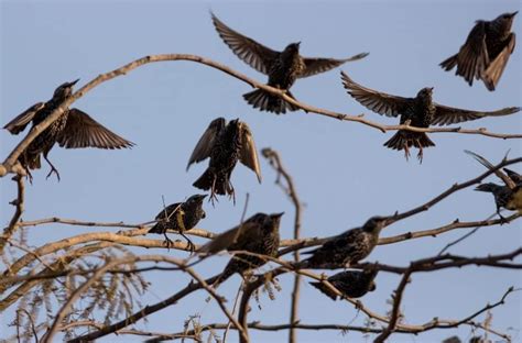 How To Get Rid Of Starlings Best Tips