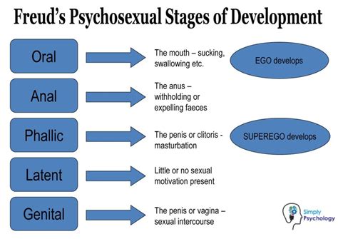 Freud S Stages Of Human Development Psychosexual Stages