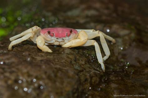 Gubernatoriana Longipes One Of The 11 New Species Of Freshwater Crab