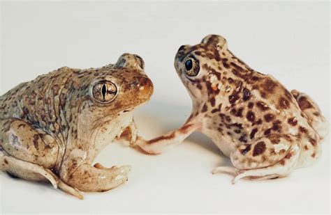 These Female Toads Have Sex With Another Species If Their Own Males Are