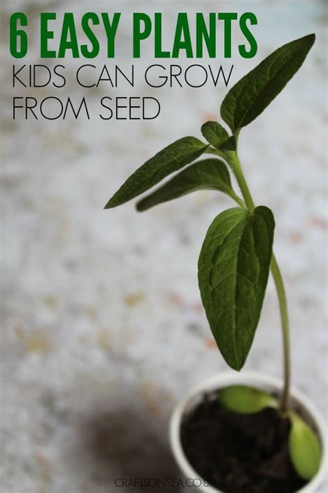 Here are 10 of the easiest for beginners to care for. 6 Easy Plants Kids Can Grow From Seed | Growing seeds ...