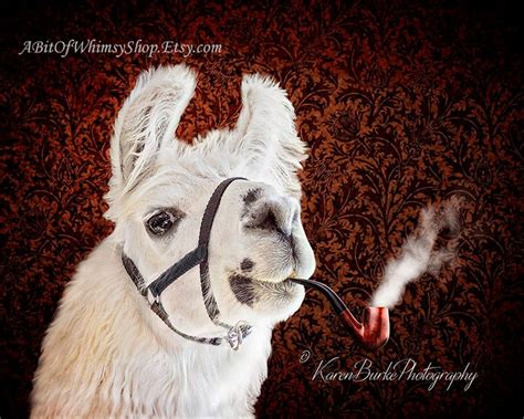 Llama Portrait Farm Animal Print Smoking Pipe Photography Etsy