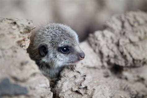 The Pitter Patter Of Tiny Meerkat Feet Zooborns