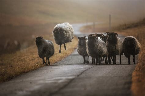 Wallpaper Animals Nature Winter Photography Wildlife Sheep Herd