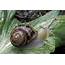 A Guide To Terrestrial Snails  In Garden Snail Animal Planet