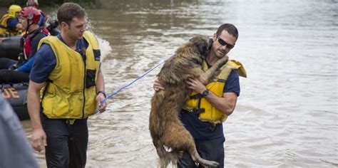 Beautiful Images Of Animals Being Rescued From Deadly Situations