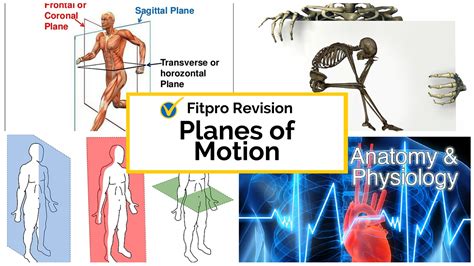 Anatomy And Physiology Study Guide Planes Of Motion