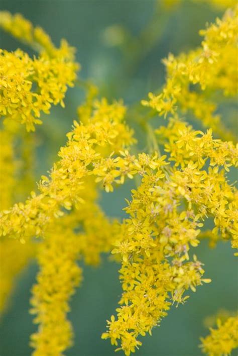 Check spelling or type a new query. State Flower Of Kentucky - KISVACKOR MINDENNAPJAI