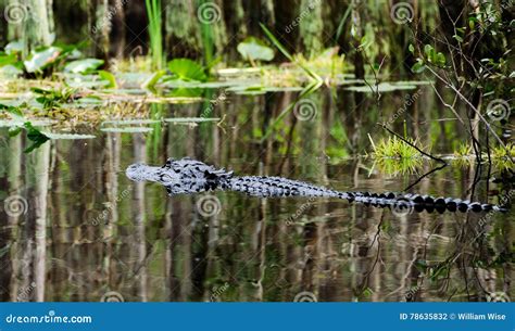 Large American Alligator Swimming In The Okefenokee Swamp Georgia Stock