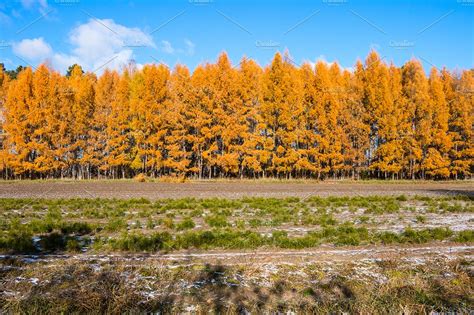 Autumn Forest Of Larch Trees Nature Stock Photos ~ Creative Market