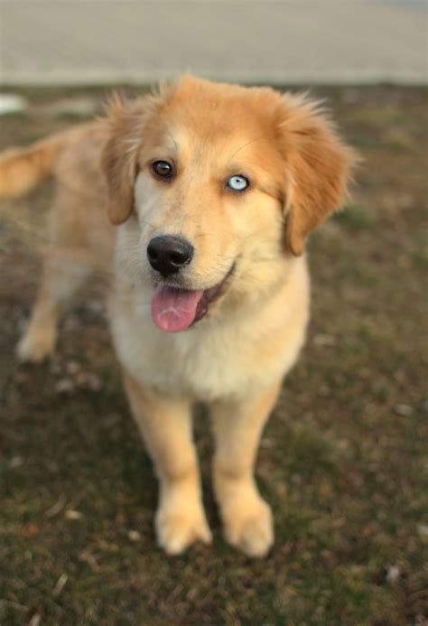 Maybe you would like to learn more about one of these? Golden Retriever Husky mix pup 2