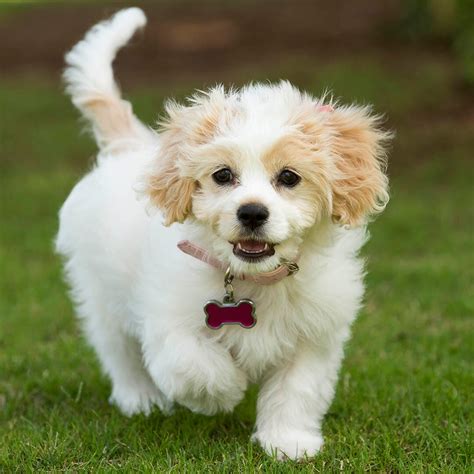 Do Cavachon Puppies Shed