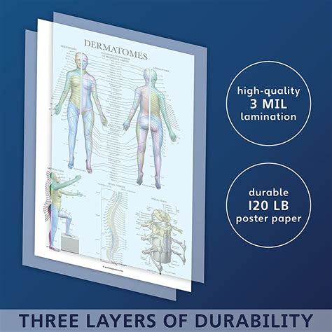 Buy Palace Learning Dermatomes Nervous System Anatomical Chart