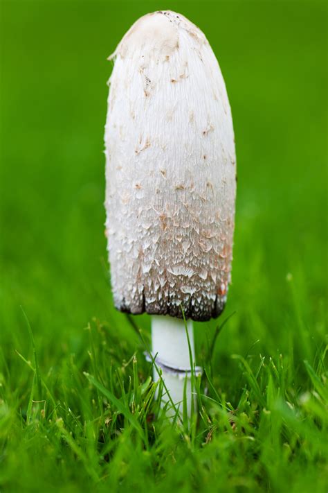 Mushroom On Grass Free Stock Photo - Public Domain Pictures gambar png