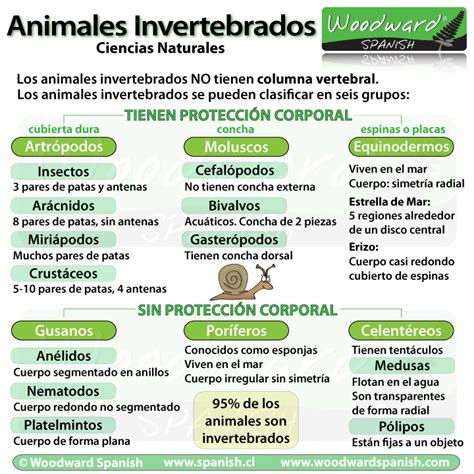 Los Animales Invertebrados | Woodward Spanish