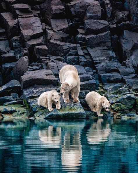 Two Polar Bears Are Standing On Rocks By The Water