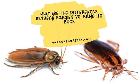 What Are The Differences Between Roaches Vs Palmetto Bugs