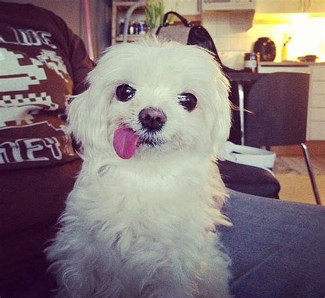 20 Cute And Hilarious Animals With Their Tongues Sticking Out Bored Panda