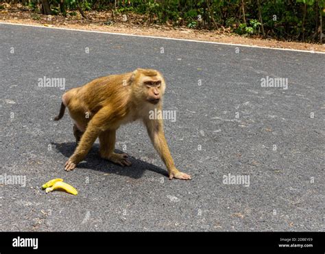 Angry Monkey Hi Res Stock Photography And Images Alamy