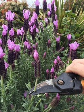 Deadheading can refer to the following: Deadheading - The Daily Garden