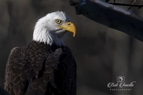 Bald Eagle Portrait Bald Eagles Bob Innella Photography