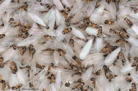 Eastern Subterranean Termite Swarmers Vol 5 No 3 Mississippi State