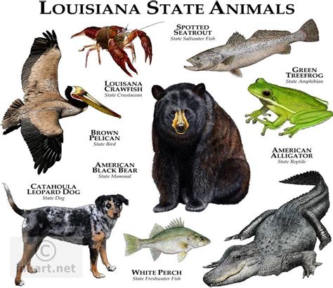 This is to ensure accountability and assurance that the animal has been properly vaccinated. Louisiana State Animal | Louisiana State Animals full ...