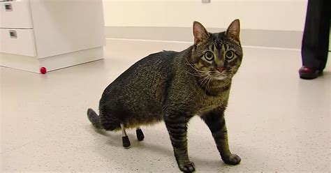 Scientists Give Disabled Rescue Cat Amazing Titanium Legs Huffpost