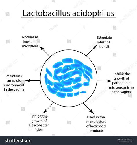 properties lactobacillus probiotic lactobacillus acidophilus