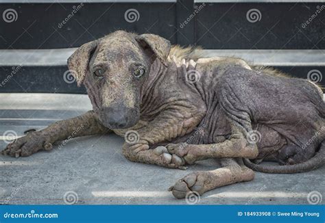 Close Shot Of Sick And Old Stray Dog Stock Photo Image Of Canine
