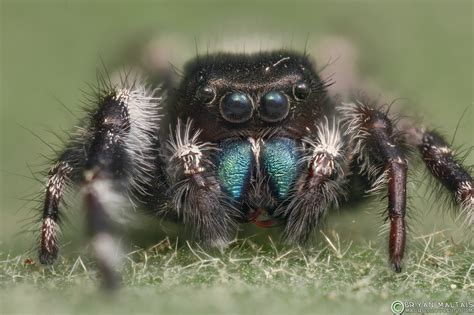 Bold Jumping Spider Male