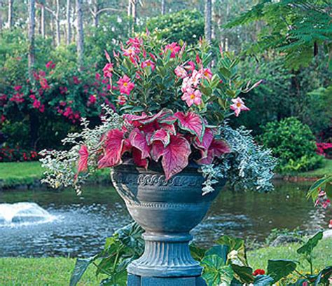 Container Gardening Tips And Ideas Flower And Plant