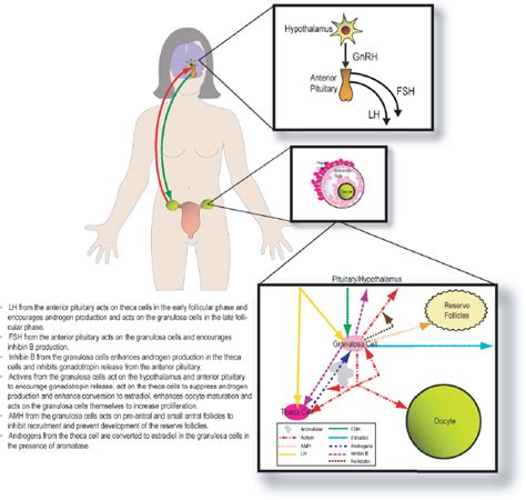 Schematic Of The Reproductive Endocrinology In The Female Please See Download Scientific