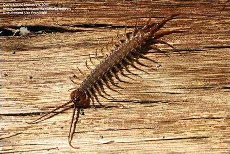 Bug Pictures Stone Centipede Lithobius Peregrinus By Kennedyh