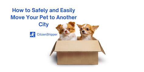 How To Move Your Pet to Another City - CitizenShipper Blog