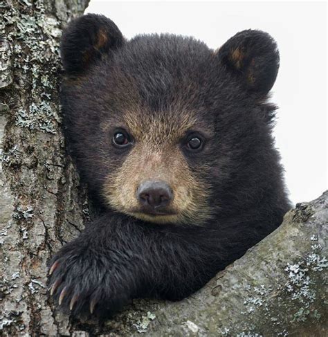 Bear Cub Baby Animals Black Bear Cub Cute Baby Animals