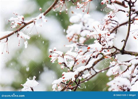 Snow Covered Branches Of A Red Berry Tree In Winter Stock Image Image