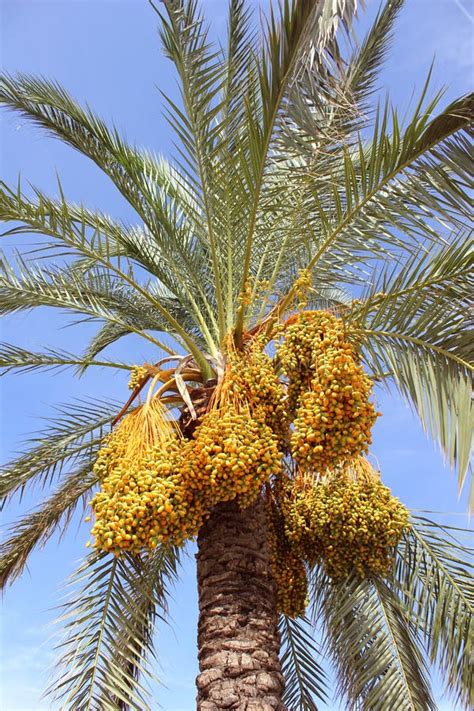 Palm Tree Sicily Italy Stock Photo Image Of Paradise 67316210