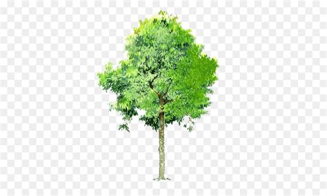 Hmm, just a quick test, it seems that going through the print dialog to an. Transparenten Hintergrund Baum Png - inselstaat im pazifik
