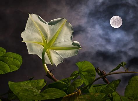 How To Create A Magical Moon Garden In Your Backyard Farmers Almanac