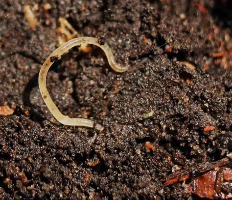5 Proven Steps To Get Rid Of Tiny White Worms In Your Soil