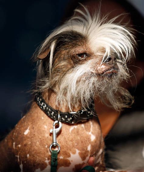 Who Won The Ugliest Dog Contest 2017