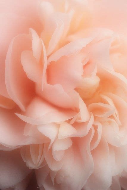 Pétales Peach Aesthetic Flowers Photography Beautiful Flowers