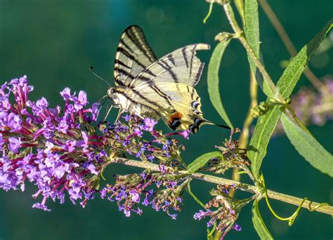 La Gentil Farfalletta Papilio Machaon Coda Di Rondine Lo Flickr