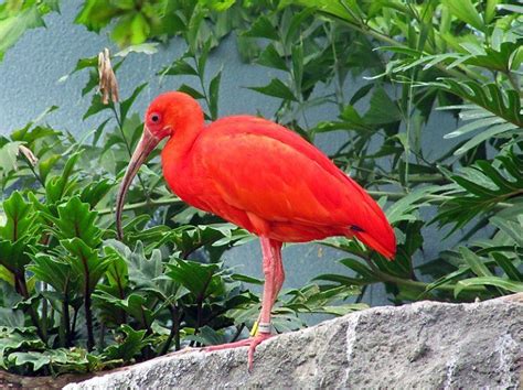 Scarlet Ibis Facts Description Habitat Adaptations Pictures