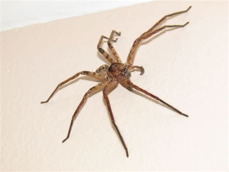 They are well developed internally, more so than most other species of spiders. Tips on kililng a tarantula hawk in your house? - Page 11 ...