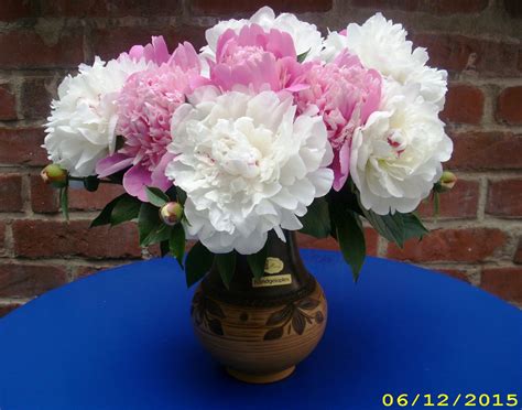 Check spelling or type a new query. Pfingstrosen ♡ Peonies | Haus und garten, Pfingstrosen, Garten
