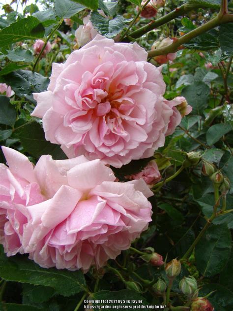 Photo Of The Bloom Of Rambling Rose Rosa Albertine Posted By